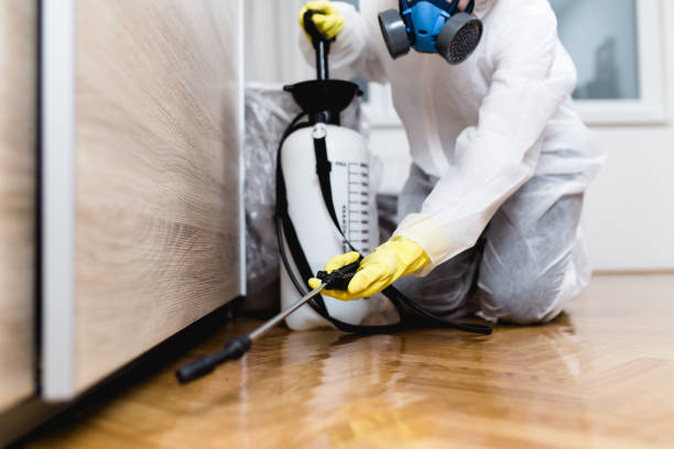 Best Local Pest Control Services  in Inglewood, CA