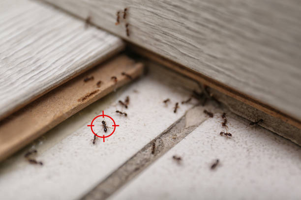 Best Wasp Removal Services  in Inglewood, CA