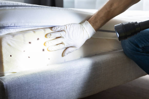Best Pest Control Near Me  in Inglewood, CA