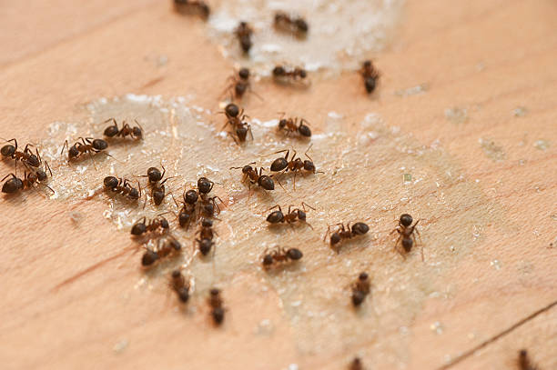 Reliable Inglewood, CA Pest Control Solutions