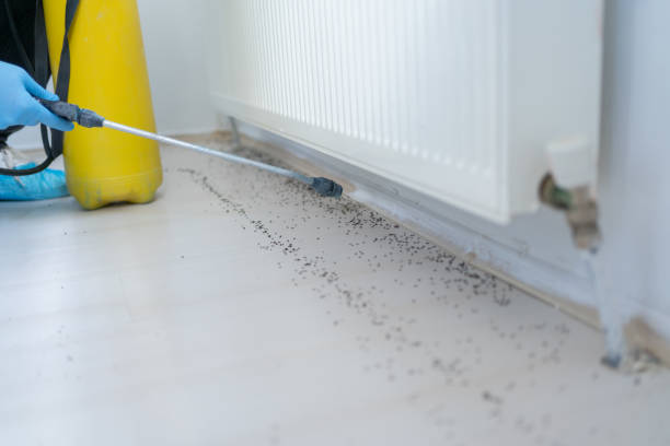 Best Insect Control  in Inglewood, CA