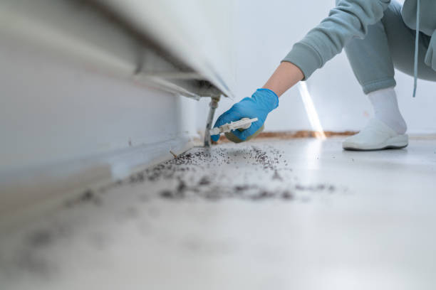 Best Bed Bug Extermination  in Inglewood, CA